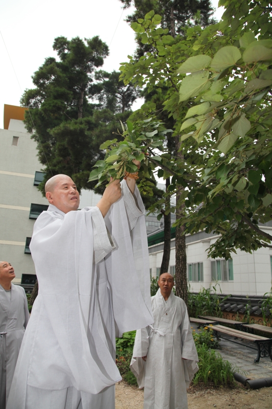 2011.08.16_조계사 보리수